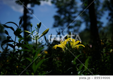 ユリの花 89934666