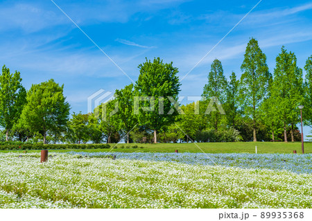 138タワーパーク、満開のネモフィラ〈愛知県一宮市〉 89935368