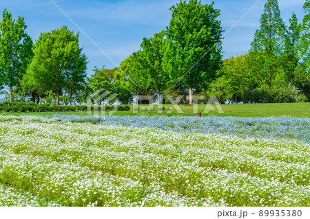138タワーパーク、満開のネモフィラ〈愛知県一宮市〉 89935380