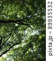 下から見上げた生い茂る木々 89935532