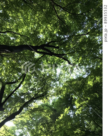 下から見上げた生い茂る木々 89935532