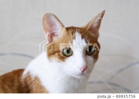 茶トラ猫 茶トラ猫 89935756