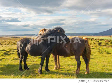Couple of Icelandic Horses 89935797