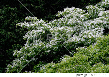 なんじゃもんじゃの花咲く　ヒトツバタゴ 89936066