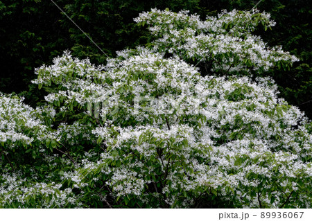なんじゃもんじゃの花咲く　ヒトツバタゴ 89936067