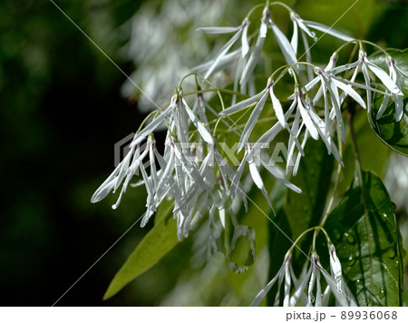 なんじゃもんじゃの花咲く　ヒトツバタゴ 89936068