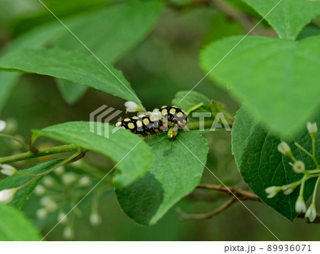 マダラガ科シロシタホタルガ幼虫 89936071