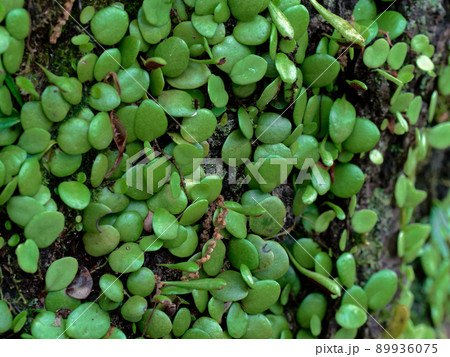 マメヅタ群生　コナラ 89936075