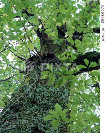 マメヅタ群生　コナラ 89936076