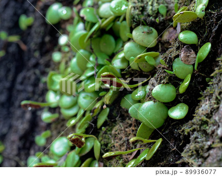 マメヅタ群生　コナラ 89936077