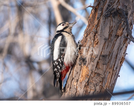 Little woodpecker sits on a tree trunk. The great spotted woodpecker, Dendrocopos major Little woodpecker sits on a tree trunk. The great spotted woodpecker, Dendrocopos major 89936507