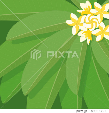 Plumeria frangipani branch with leaves and white yellow flowers vector illustration Plumeria frangipani branch with leaves and white yellow flowers vector illustration 89936706