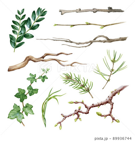 Branch, stick, twig watercolor set. Hand drawn natural tree elements on white background. Pine branch, ivy, sticks, boxwood, tree branches watercolor illustration. Tree and bush element collection 89936744