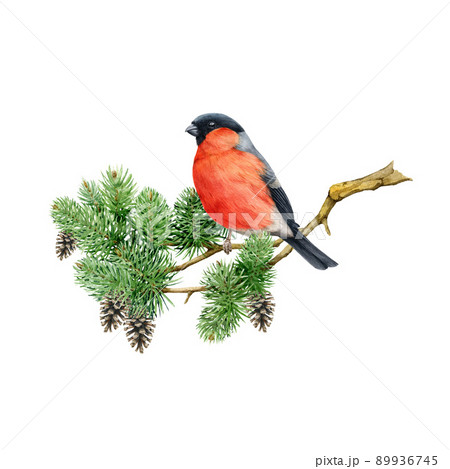 Bullfinch on a pine twig. Watercolor realistic illustration. Hand drawn bright forest bird on a conifer branch with cones. Natural wildlife forest image. Bullfinch bird on a branch 89936745