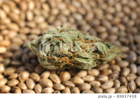 Close-up of a marijuana bud. Flowering of medicinal cannabis against the background of seeds Close-up of a marijuana bud. Flowering of medicinal cannabis against the background of seeds 89937438