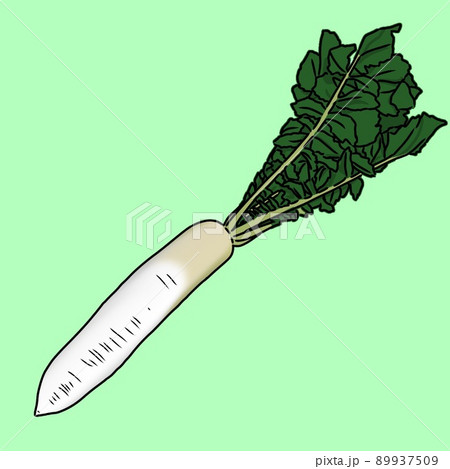 食材カラーイラスト:野菜(緑の葉が付いた穫れたての新鮮な大根1本)背景あり、漫画アニメ塗り 食材カラーイラスト:野菜(緑の葉が付いた穫れたての新鮮な大根1本)背景あり、漫画アニメ塗り 89937509