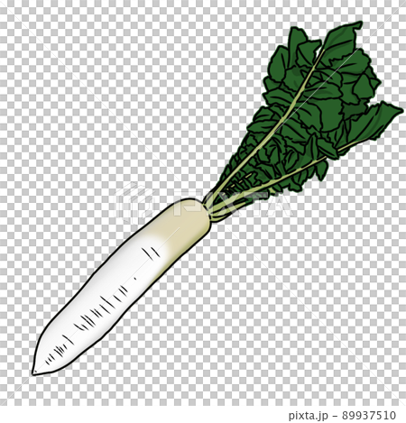 食材カラーイラスト:野菜(緑の葉が付いた穫れたての新鮮な大根1本)背景なし、漫画アニメ塗り 食材カラーイラスト:野菜(緑の葉が付いた穫れたての新鮮な大根1本)背景なし、漫画アニメ塗り 89937510