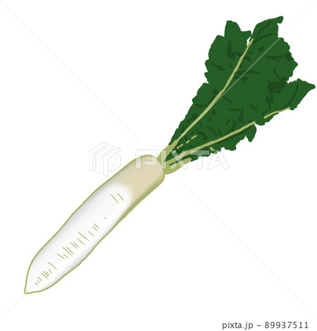 食材カラーイラスト:野菜(緑の葉が付いた穫れたての新鮮な大根1本)背景なし、線なし、漫画アニメ塗り 食材カラーイラスト:野菜(緑の葉が付いた穫れたての新鮮な大根1本)背景なし、線なし、漫画アニメ塗り 89937511