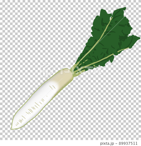 食材カラーイラスト:野菜(緑の葉が付いた穫れたての新鮮な大根1本)背景なし、線なし、漫画アニメ塗り 食材カラーイラスト:野菜(緑の葉が付いた穫れたての新鮮な大根1本)背景なし、線なし、漫画アニメ塗り 89937511