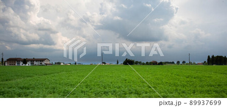 Cultivation of medical herb, erba medica, Medicago sativa, Parma, Italy 89937699
