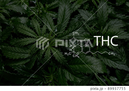 Tetrahydrocannabinol. Cannabis plant close up with chemical formula THC. 89937755