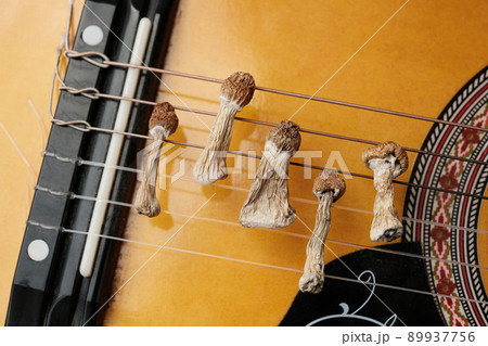 Psychedelics and music concept. Dry psilocybin mushrooms lay on the guitar 89937756