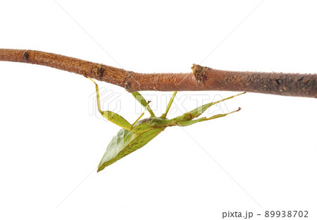 stick insect in studio 89938702