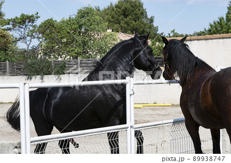 mating horse in nature 89938747