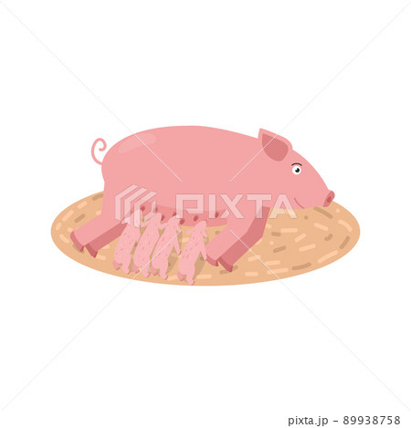 Vector illustration of a pig feeding piglets isolated on a white background. Vector illustration of a pig feeding piglets isolated on a white background. 89938758