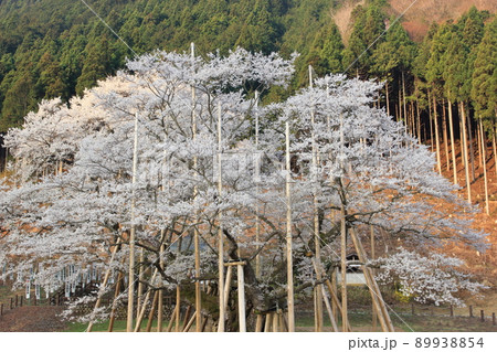 あさの清々しい光を浴びる桜の木 （薄墨公園、淡墨桜　岐阜県 本巣市） 89938854