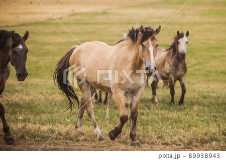 Family of horses in the field 89938943