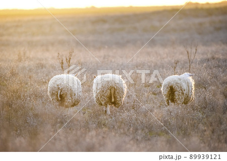 Landscape with sheep at sunset in the field 89939121
