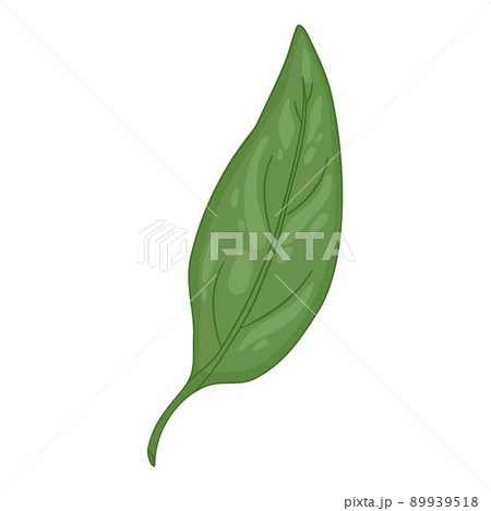 Pepper leaf icon outline, hand drawn vector. Green spicy 89939518
