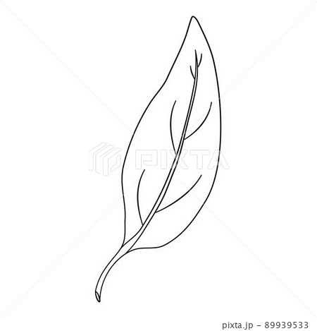 Pepper leaf icon outline, hand drawn vector. Green spicy 89939533