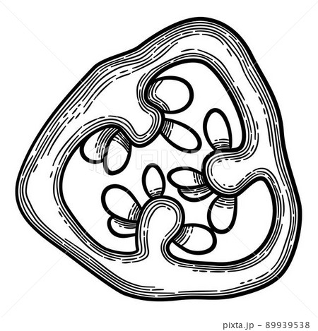 Pepper slice icon outline, hand drawn vector. Vegetable chili 89939538