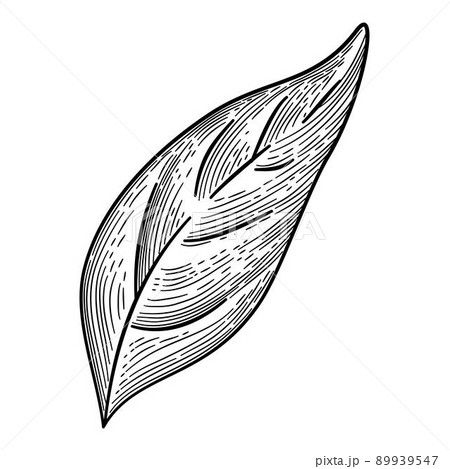 Pepper leaf icon outline, hand drawn vector. Green spicy 89939547