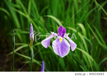 ハナショウブ 八ヶ岳　Iris 89939983