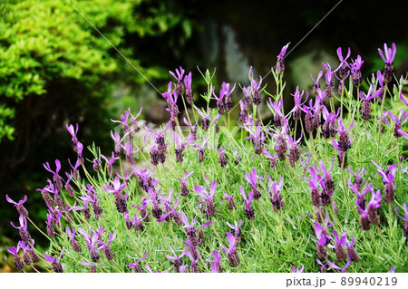 ラベンダー lavender ラベンダー lavender 89940219