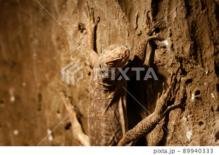 A huge lizard on a concrete wall looking at camera A huge lizard on a concrete wall looking at camera 89940333