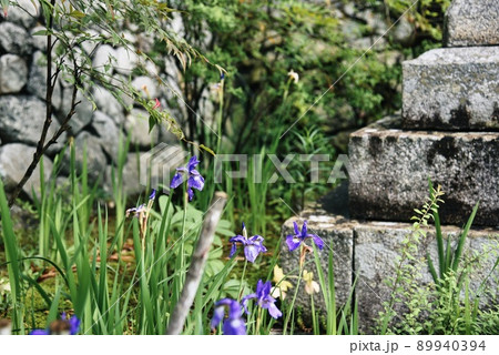 子安地蔵寺_紫の花と灯籠 89940394