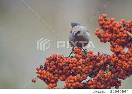 Bird eating red fruits,Patagonia Argentina 89940644