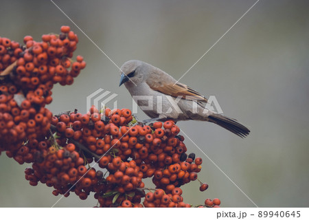 Bird eating red fruits,Patagonia Argentina 89940645