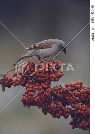 Bird eating red fruits,Patagonia Argentina Bird eating red fruits,Patagonia Argentina 89940646