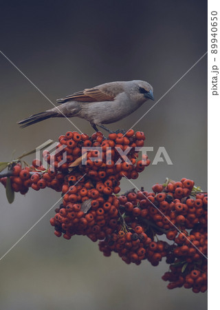 Bird eating red fruits,Patagonia Argentina Bird eating red fruits,Patagonia Argentina 89940650
