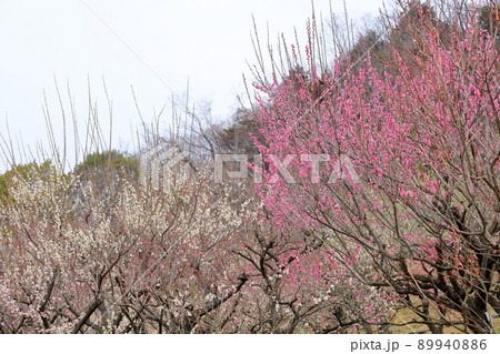 紅梅の花 89940886
