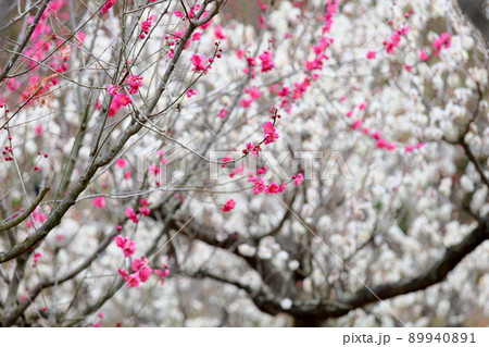 紅梅の花 89940891