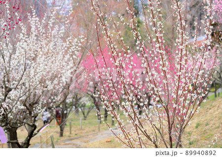 白梅の花 89940892