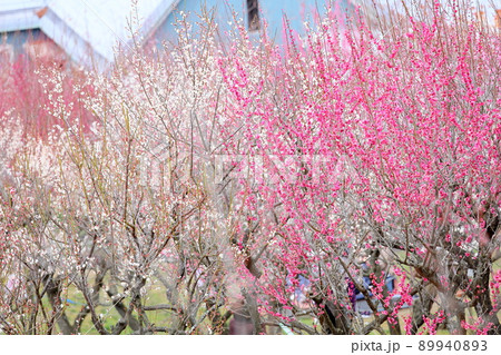 紅梅の花 89940893