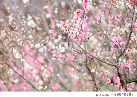 ピンク梅の花 ピンク梅の花 89940897