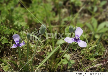 草はらに咲く紫色の可憐なチリアヤメの花 草はらに咲く紫色の可憐なチリアヤメの花 89941436